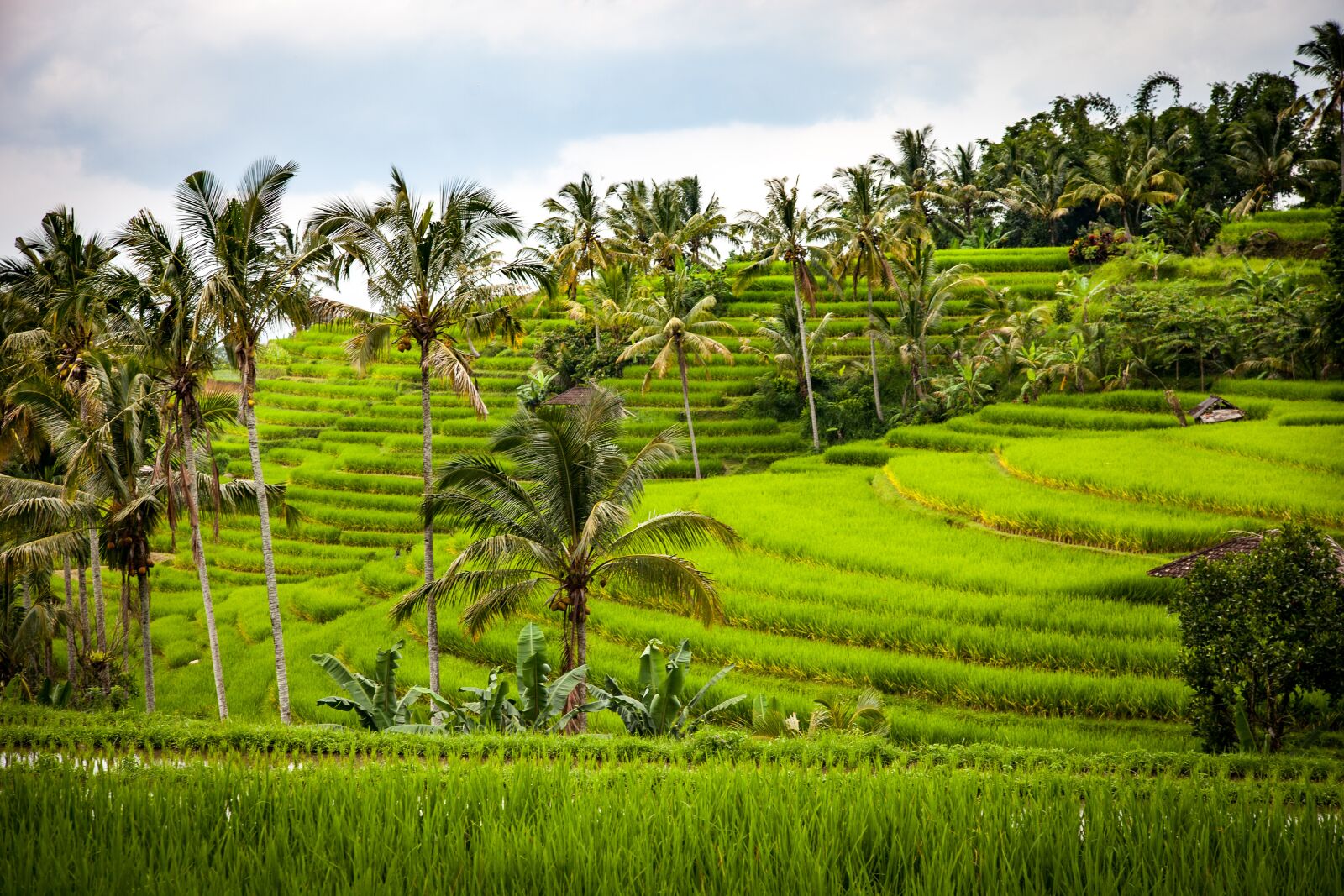 Canon EOS 5D Mark II sample photo. Rice, rice terrace, terraces photography