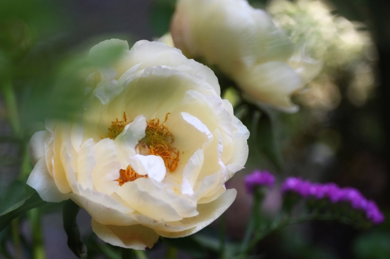 Nikon Z6 sample photo. Peony, flower, blossom photography