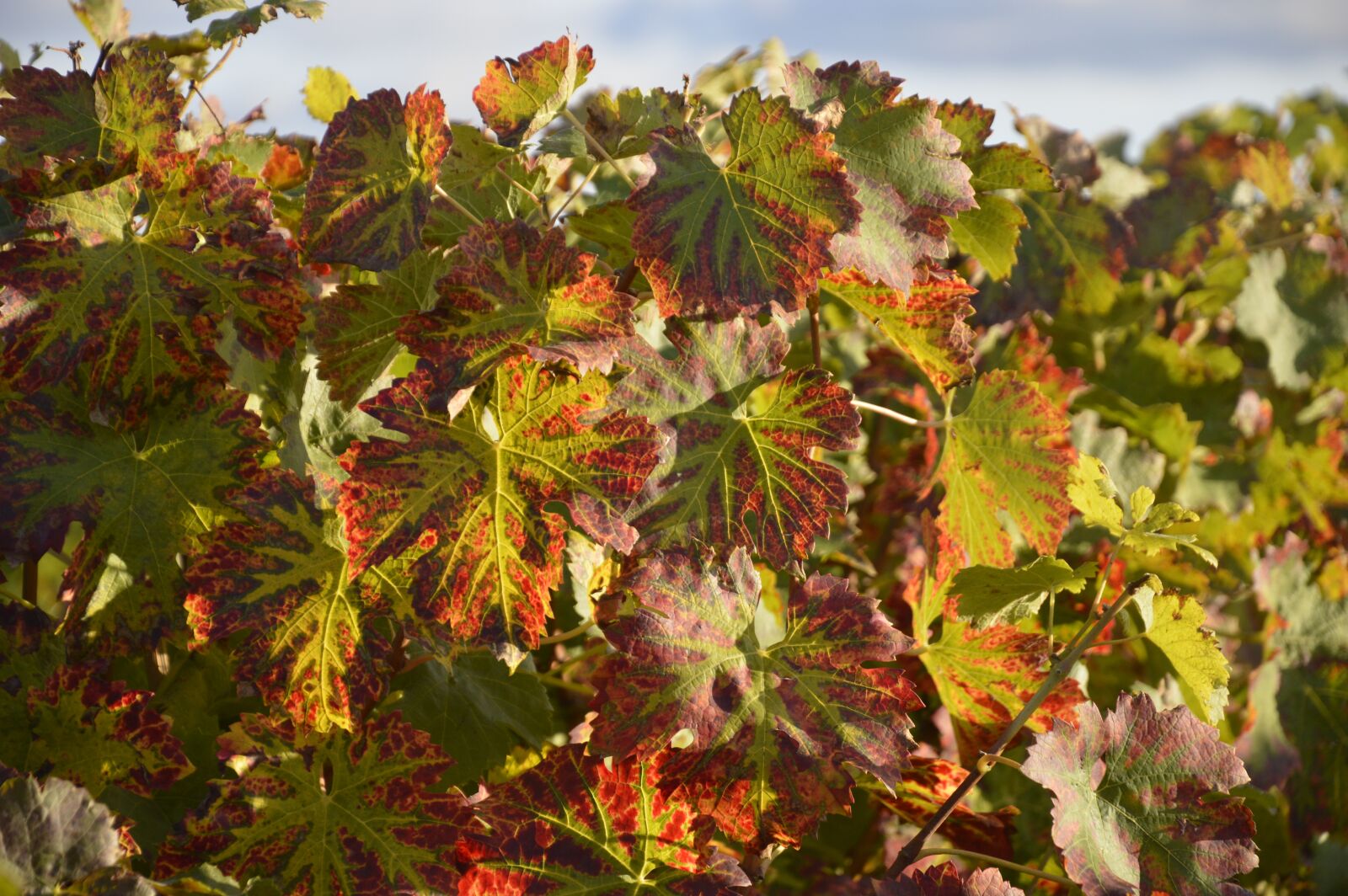 Nikon D3200 sample photo. Vine leaves, vine, foliage photography
