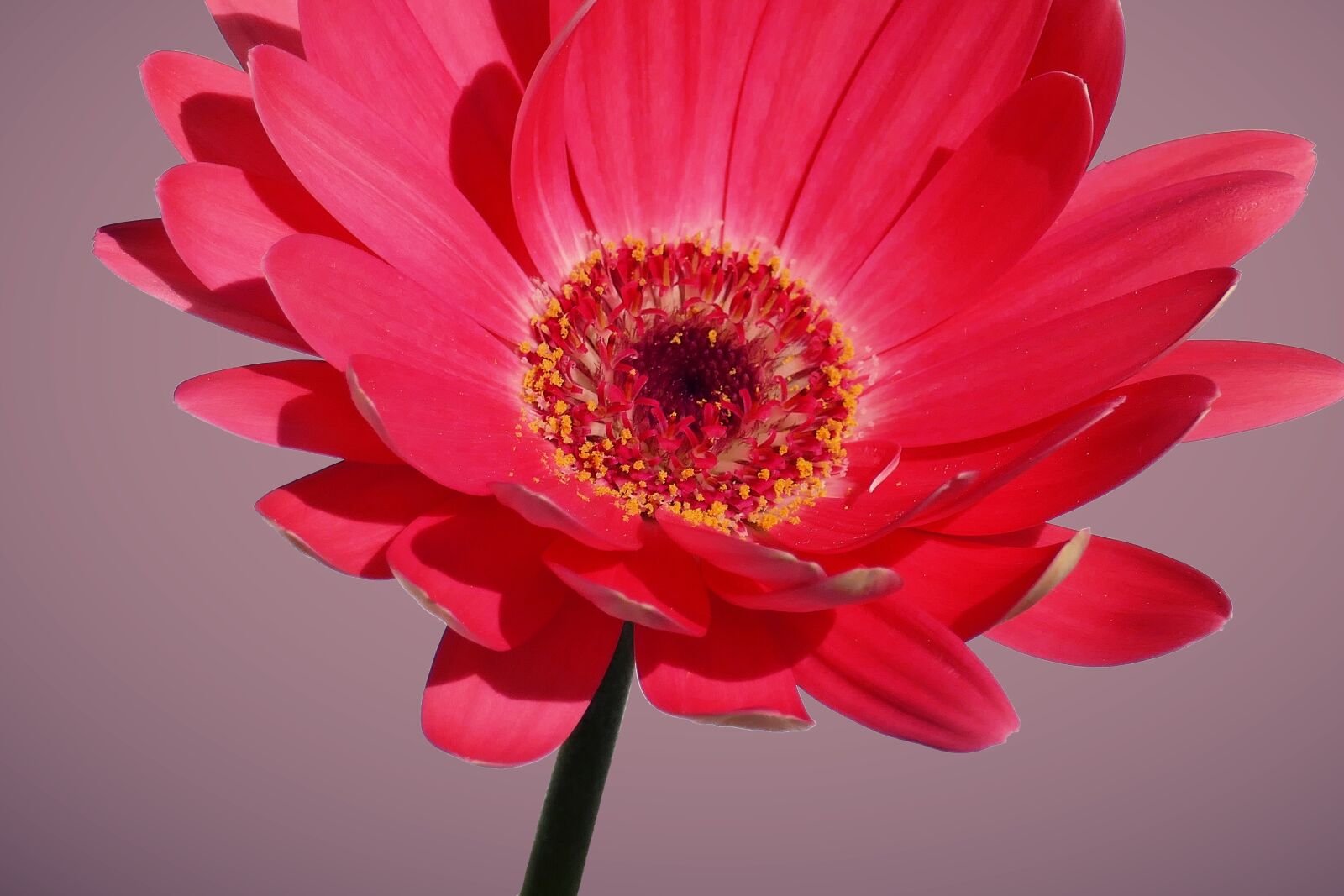 Panasonic Lumix DMC-FZ1000 sample photo. Gerbera, flower, blossom photography