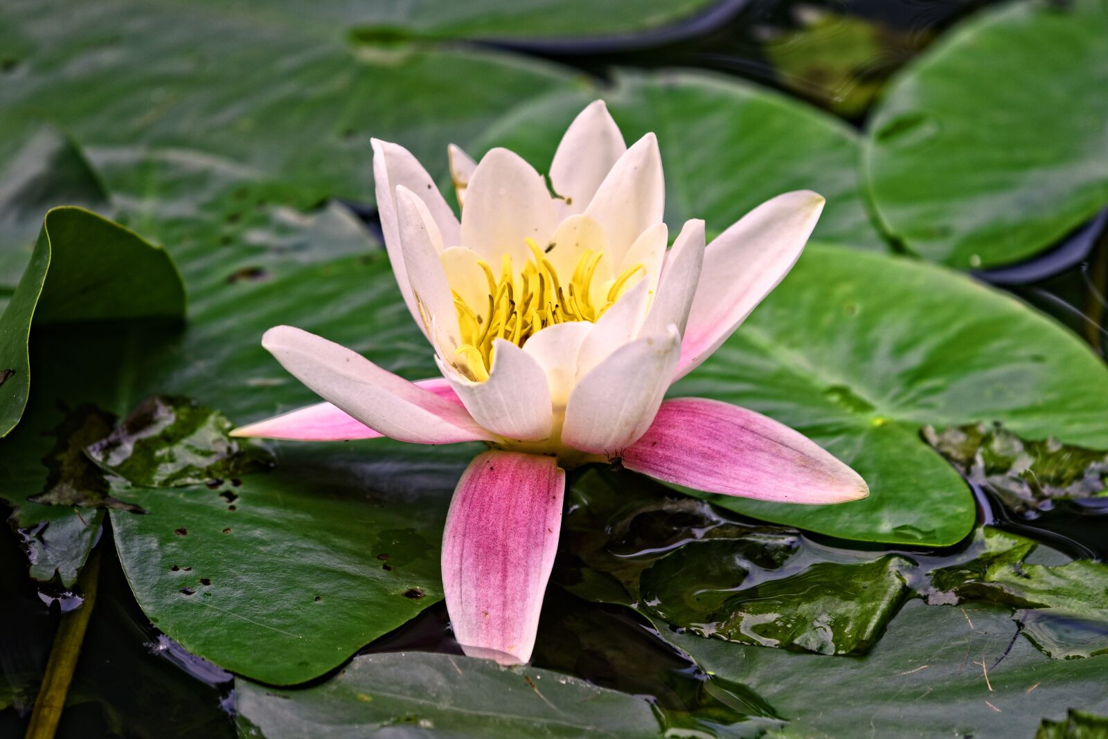 Nikon D750 sample photo. Water lily, aquatic herb photography