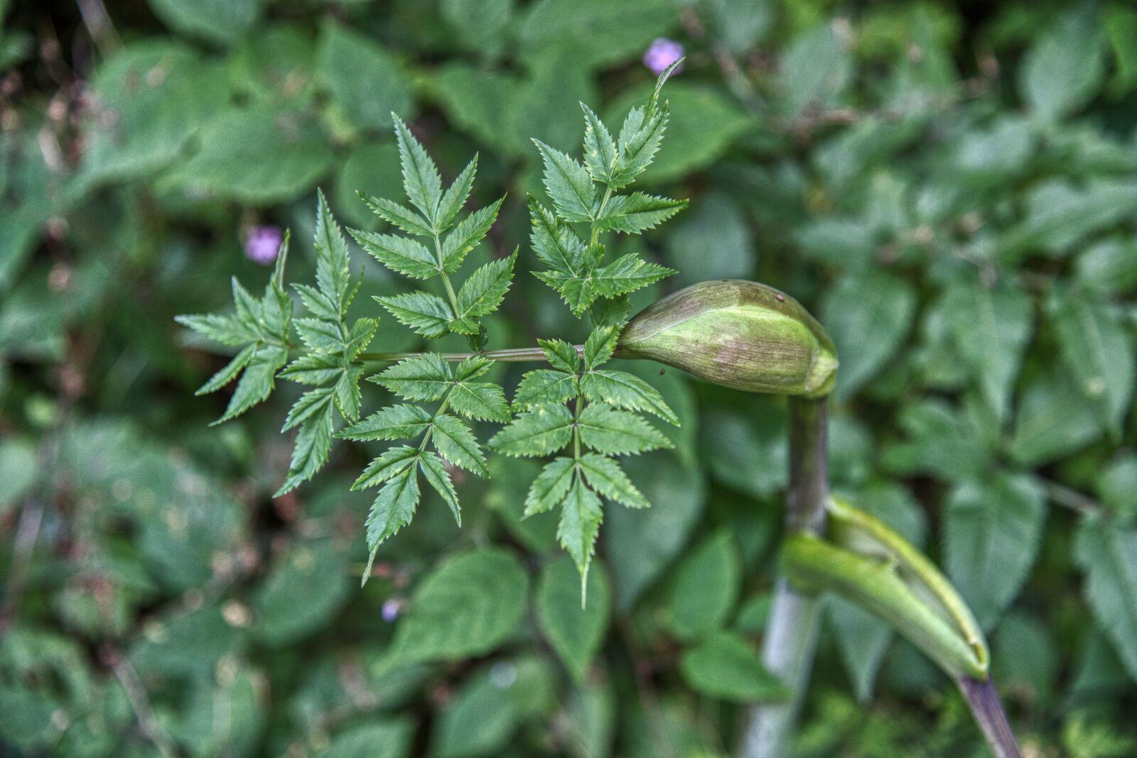 Nikon D750 sample photo. Forest-angelica, medicinal herb, plant photography
