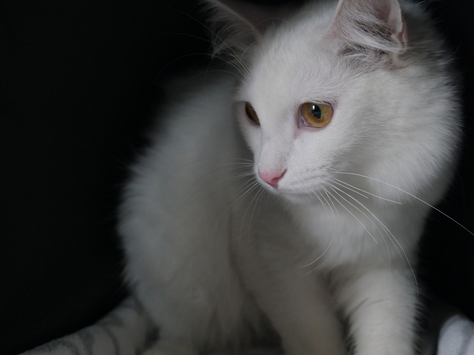 Panasonic Lumix DMC-GX8 sample photo. Cat, white cat, closeup photography