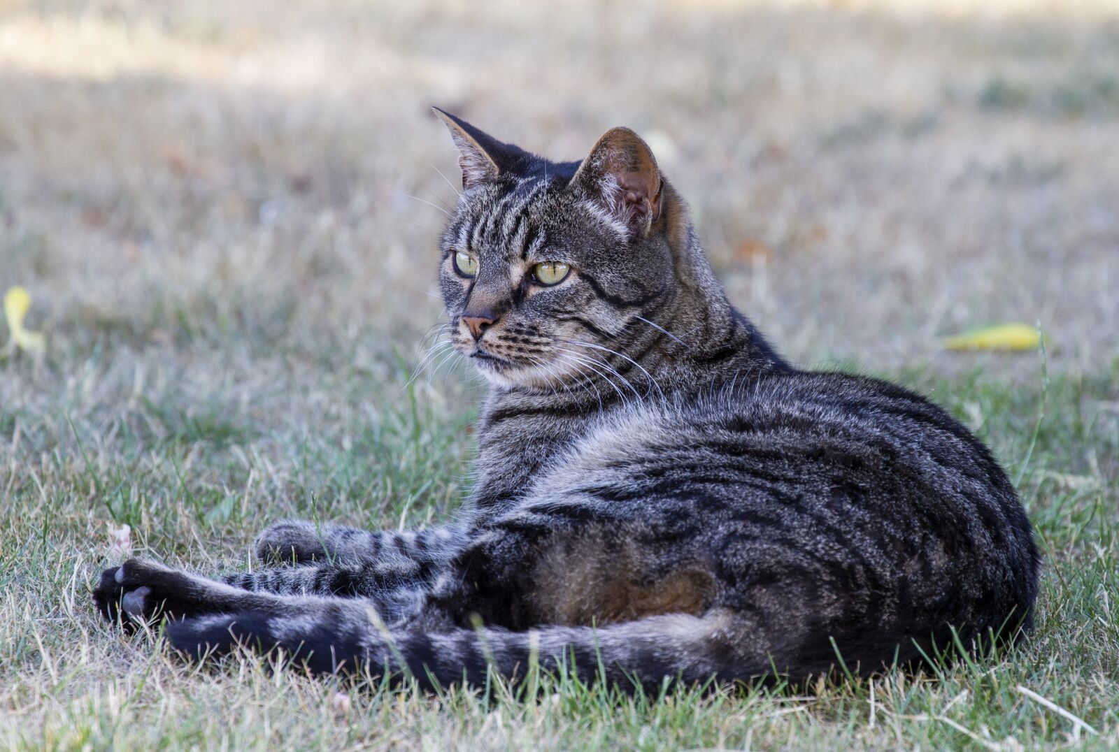 Canon EOS 7D + Canon EF 70-300mm F4-5.6L IS USM sample photo. Cat, beautiful, wildlife photography