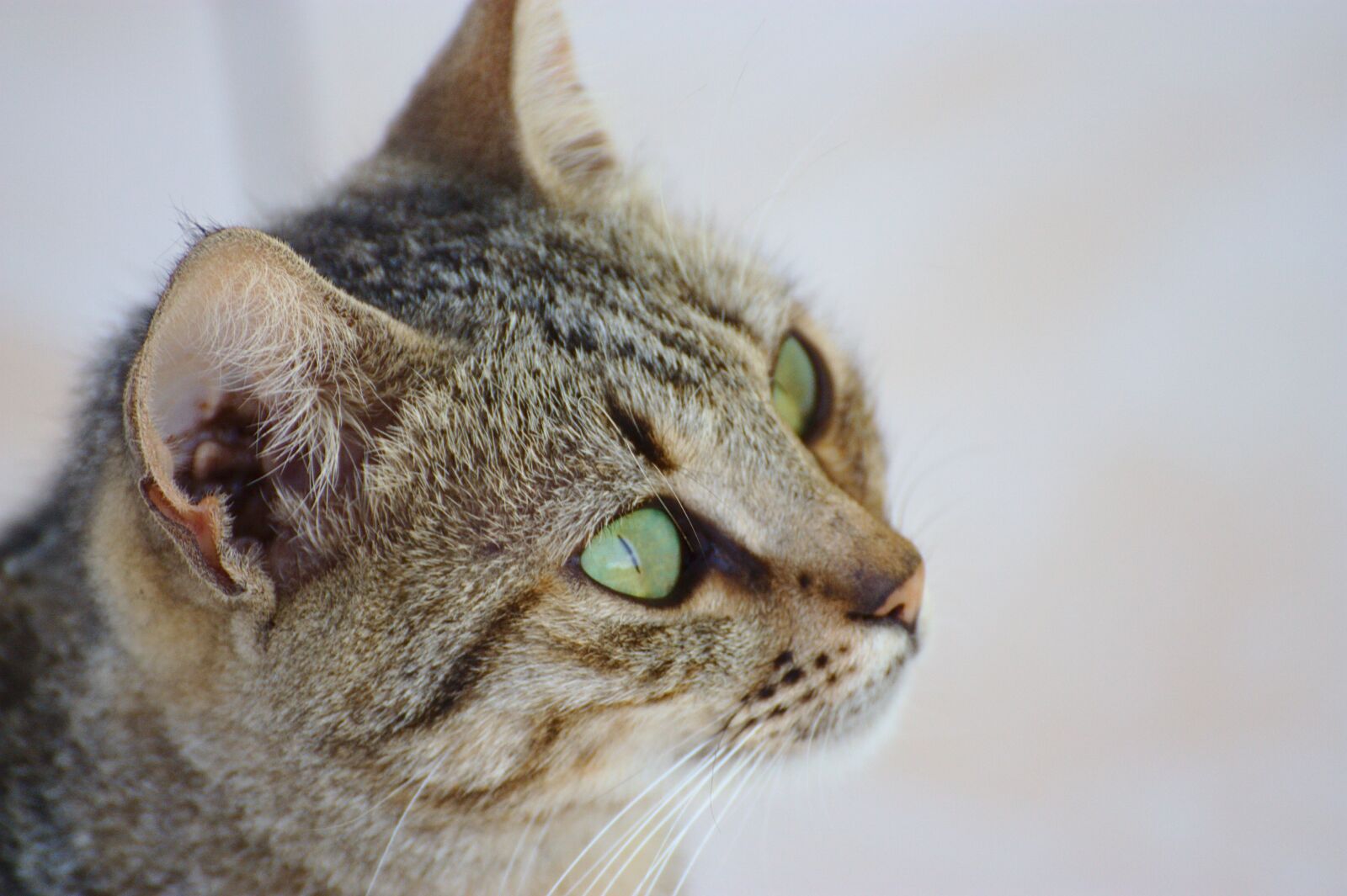 Canon EOS 450D (EOS Rebel XSi / EOS Kiss X2) sample photo. Cat, animal, cute photography