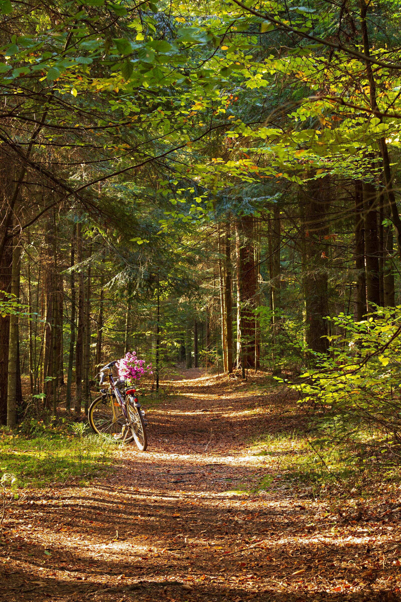 Canon EOS 700D (EOS Rebel T5i / EOS Kiss X7i) sample photo. Forest, way, the path photography