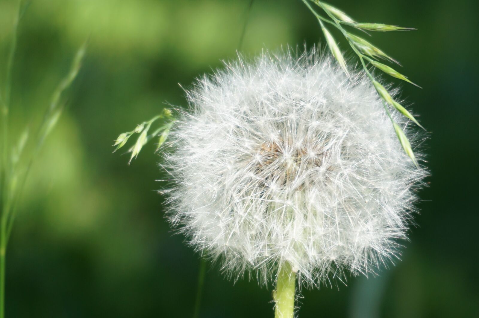 Sony a6000 sample photo. Dandelion, faded, seeds photography