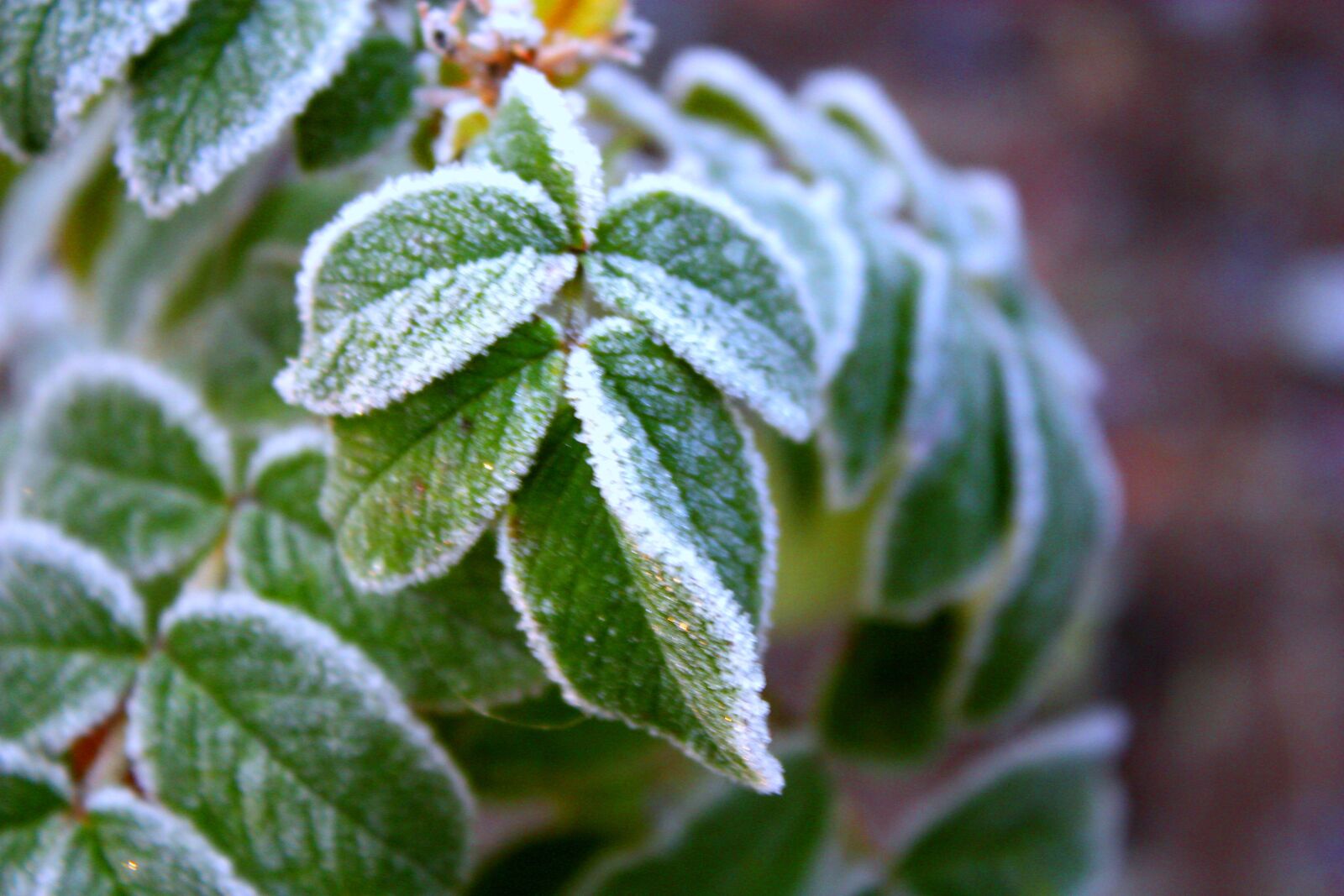 Canon EOS 450D (EOS Rebel XSi / EOS Kiss X2) sample photo. Frost, leaf, hoarfrost photography