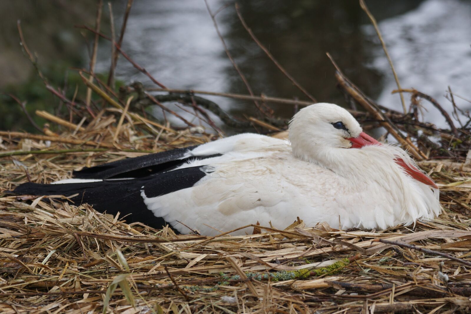Sony ILCA-77M2 + Sony 70-400mm F4-5.6 G SSM sample photo. White stork, rattle stork photography