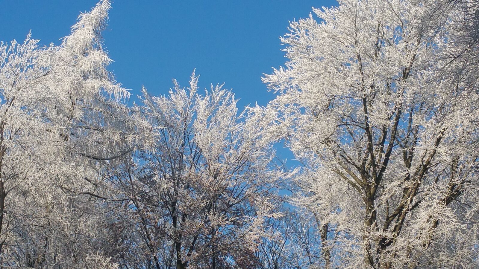 Samsung Galaxy Note4 sample photo. Nature, trees, forest photography