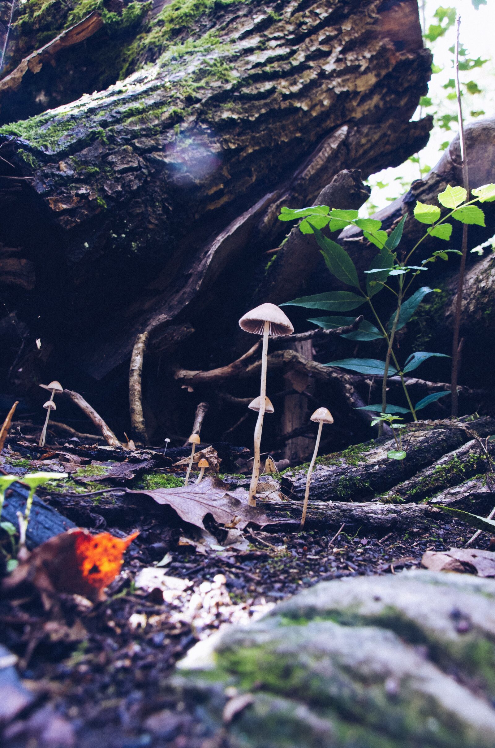 Nikon D5100 sample photo. Mushrooms, forest, nature photography