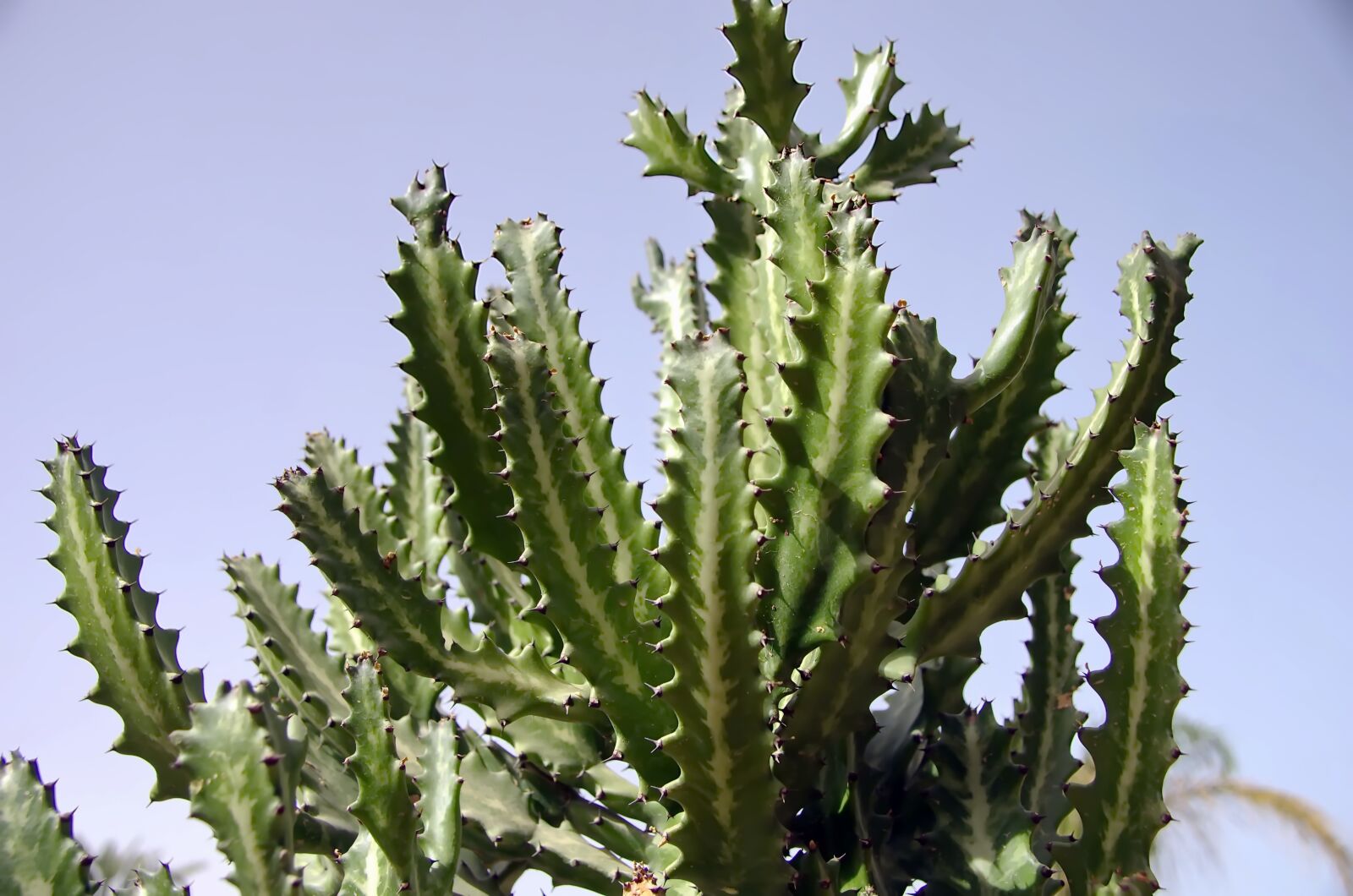 Pentax K-5 sample photo. Cactus, c r us photography