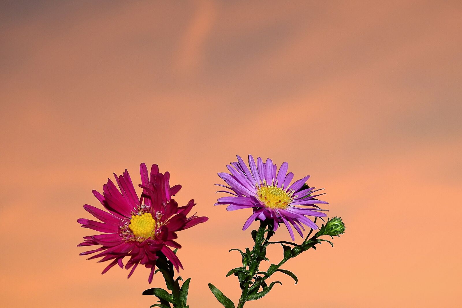 Nikon Coolpix P900 sample photo. Flowers, nature, beauty photography