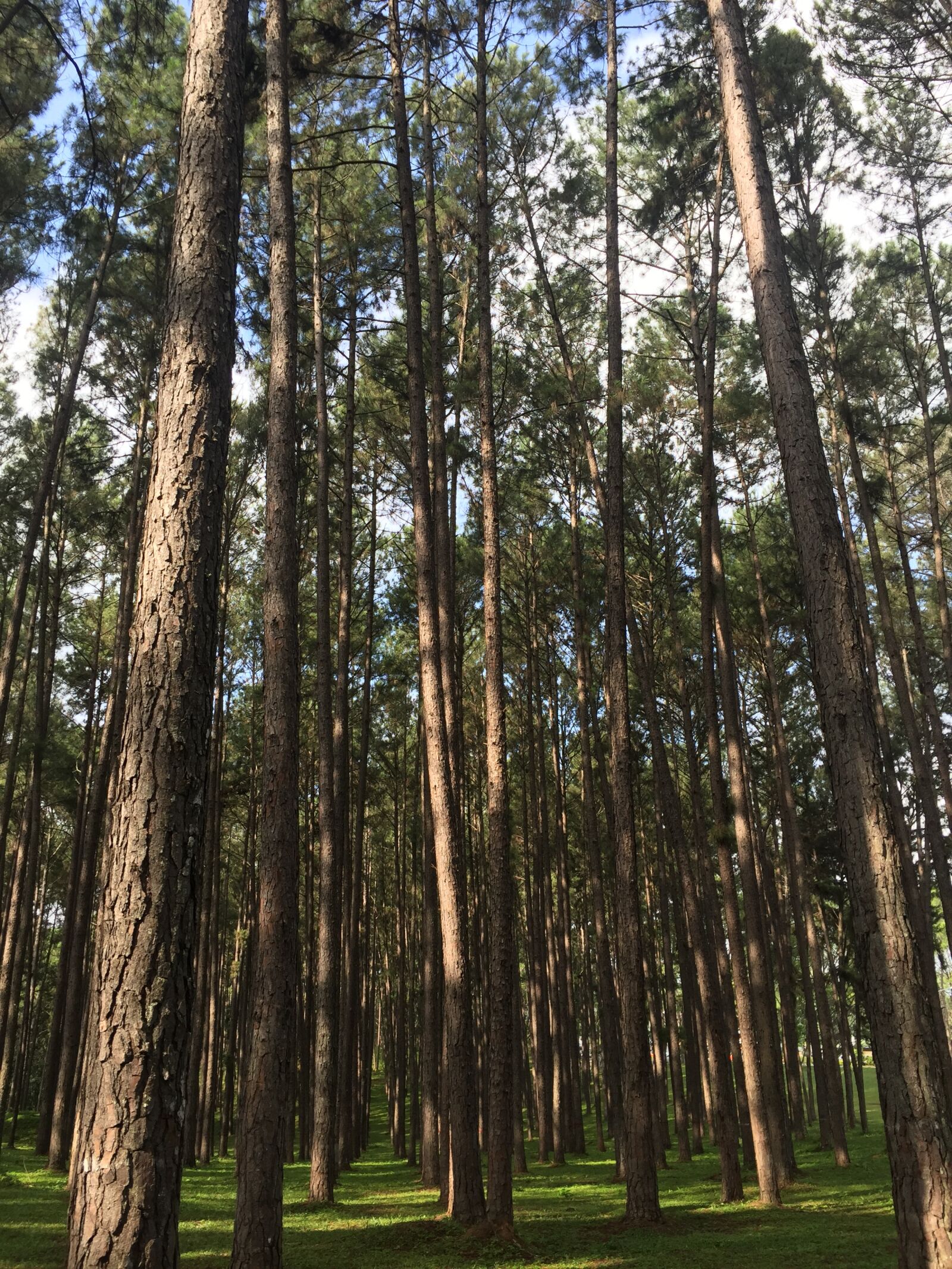 iPhone 6 back camera 4.15mm f/2.2 sample photo. Pine, tree, nature photography