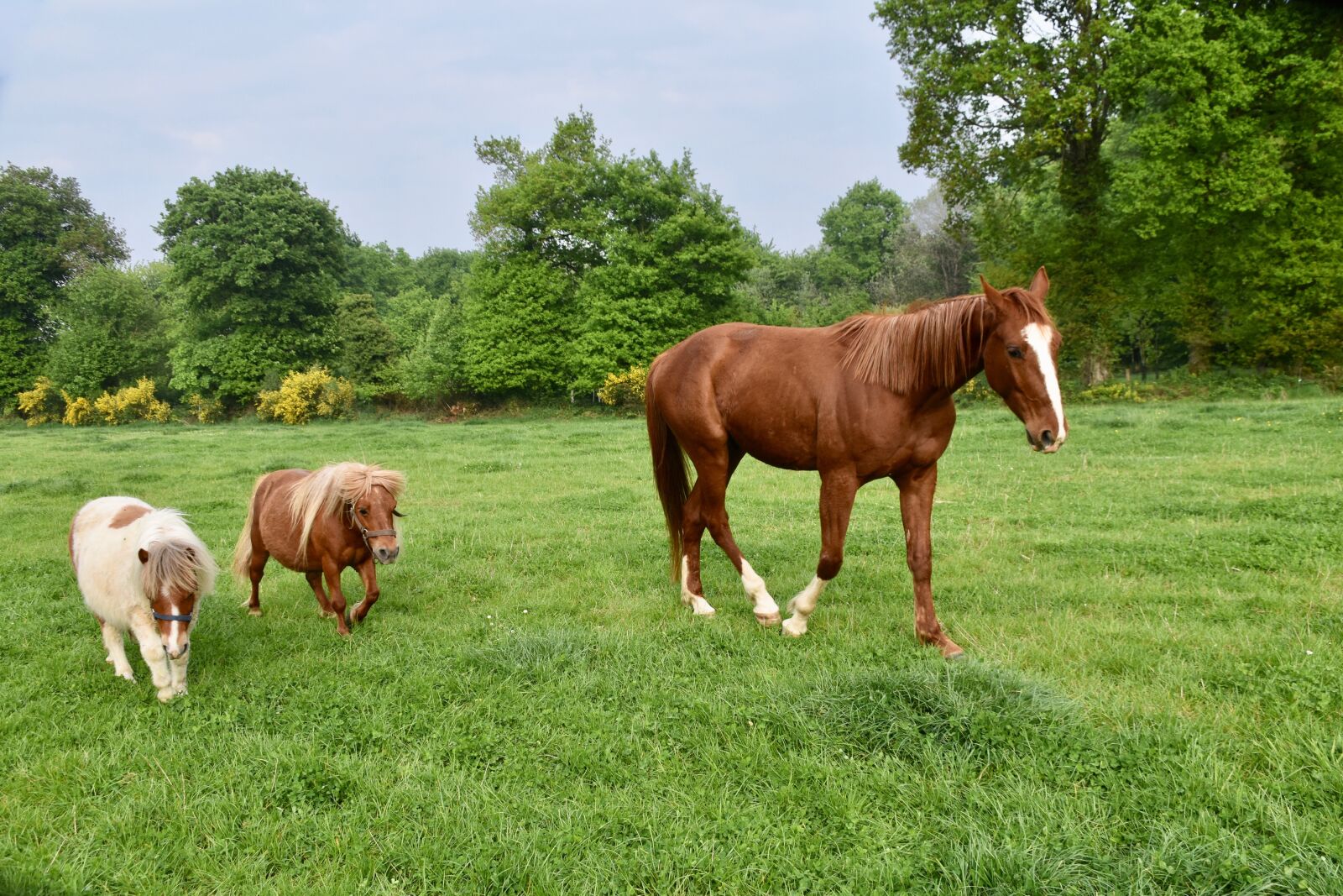 Nikon D5600 sample photo. Horse, young horse, shetland photography