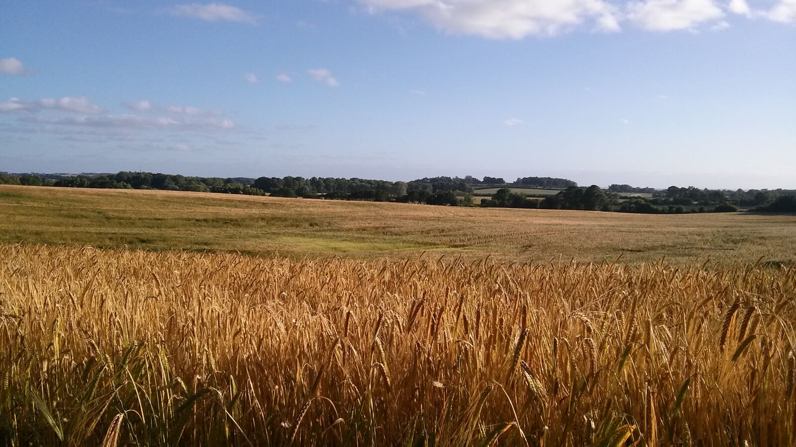 LG OPTIMUS L9 II sample photo. Field photography