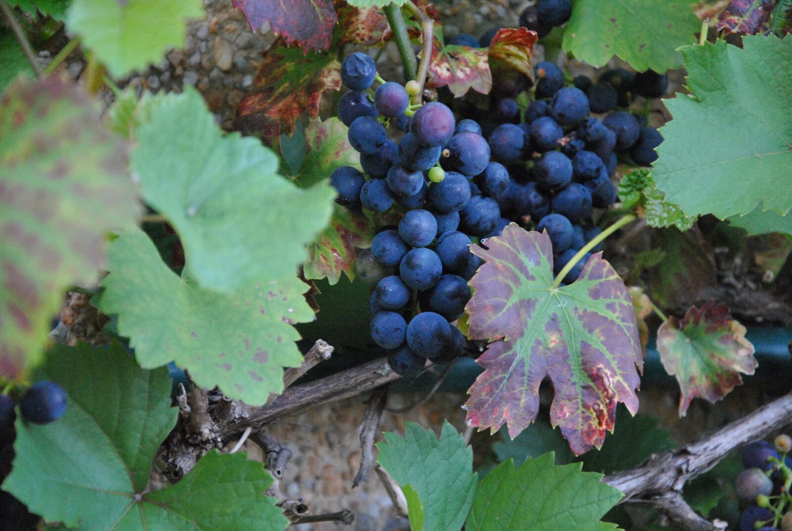 Nikon D3000 sample photo. Wine, blue, grapes photography