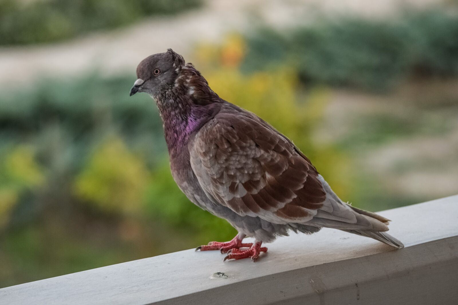 Nikon D3300 sample photo. Pigeon, bird, nature photography