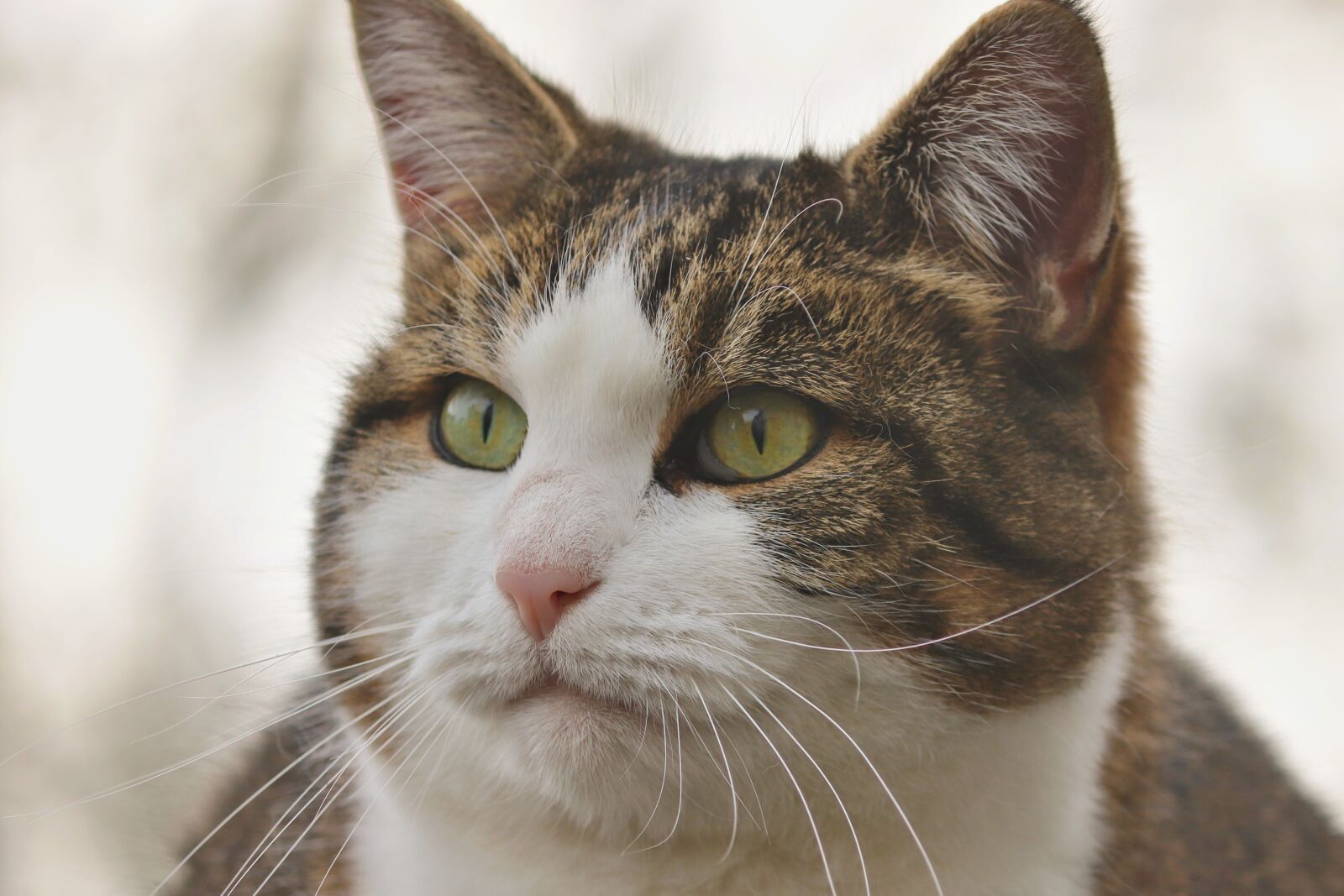 Canon EOS 200D (EOS Rebel SL2 / EOS Kiss X9) sample photo. Cat, portrait, domestic cat photography