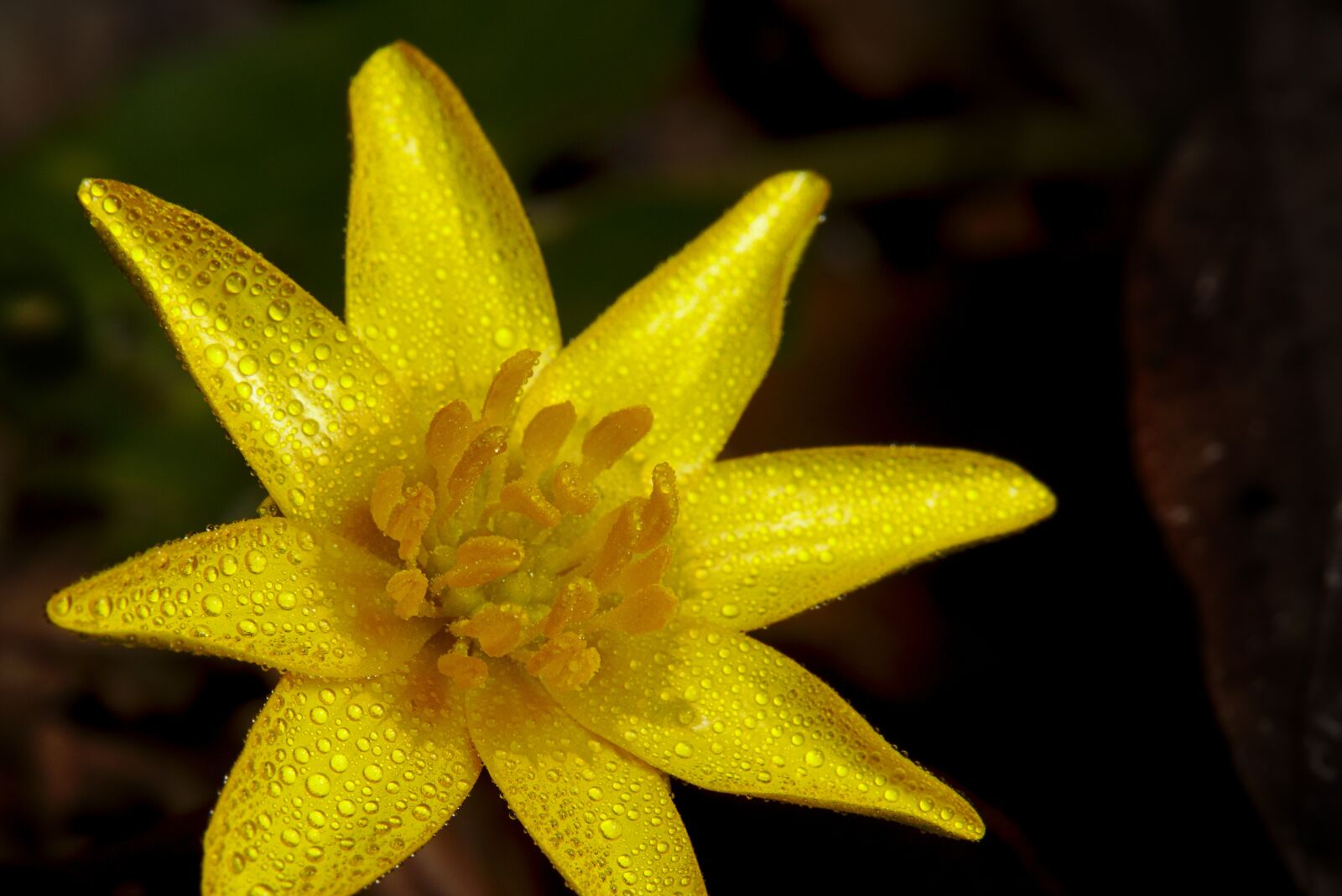 Canon EOS M5 sample photo. Celandine, yellow, flower photography