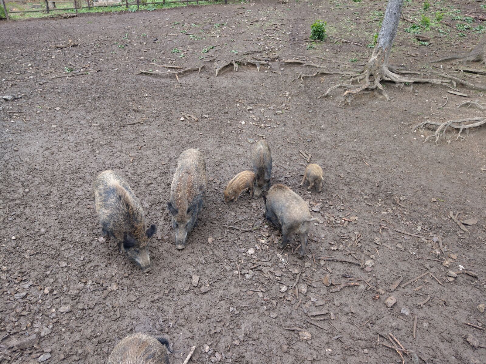 HTC U11 sample photo. Wildschweine, wild, wildpark photography