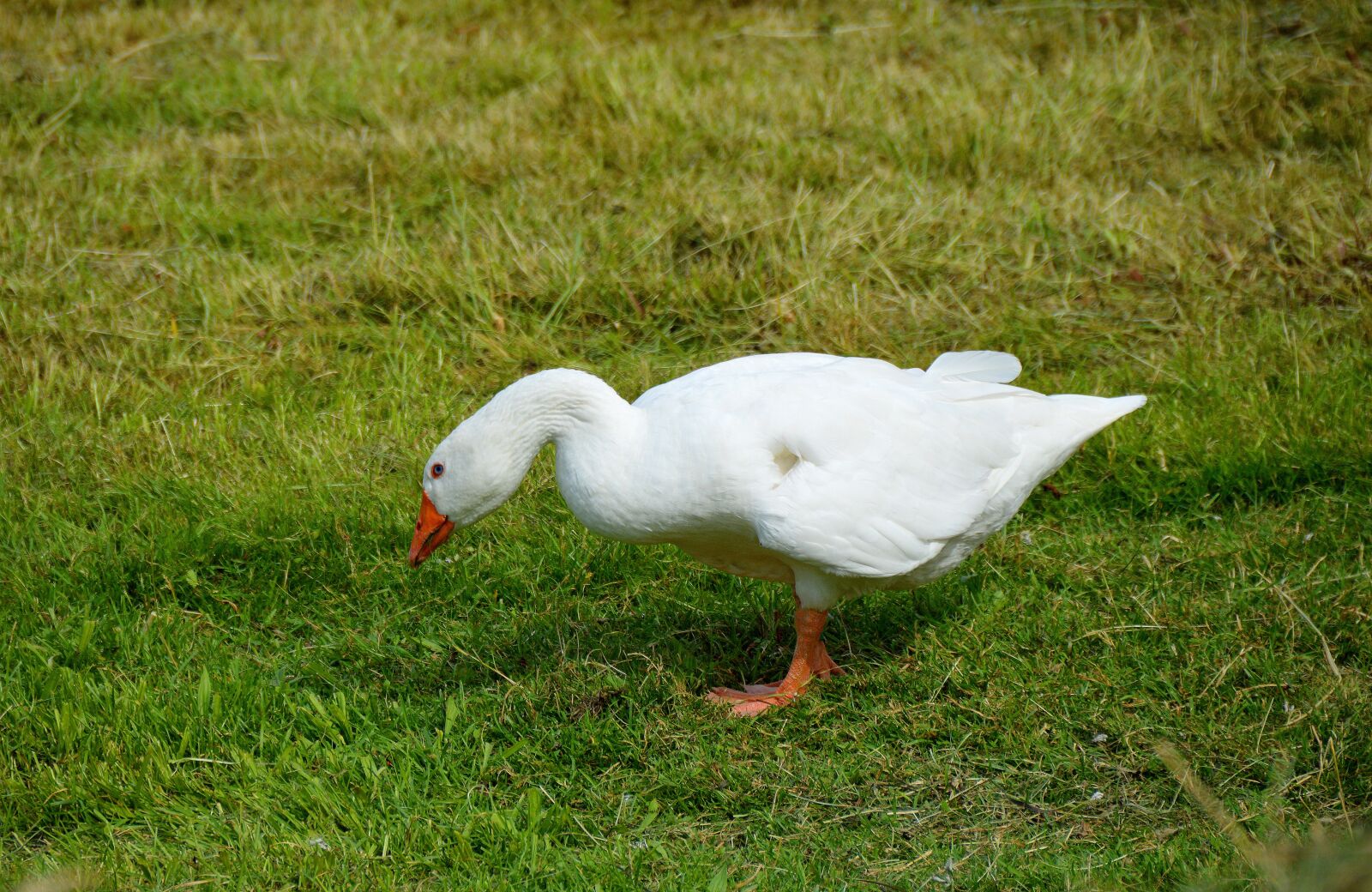 Nikon D3200 sample photo. Goose in happiness, goose photography