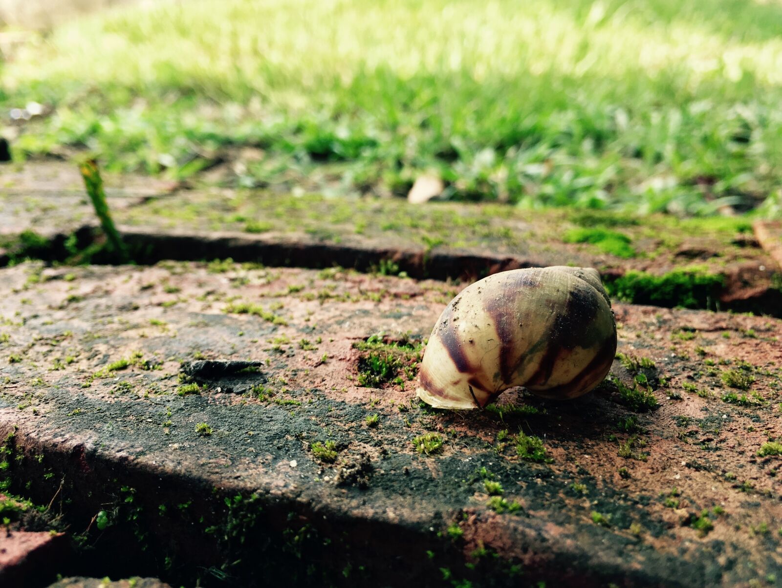 Apple iPhone SE sample photo. Floor, snail, shell photography