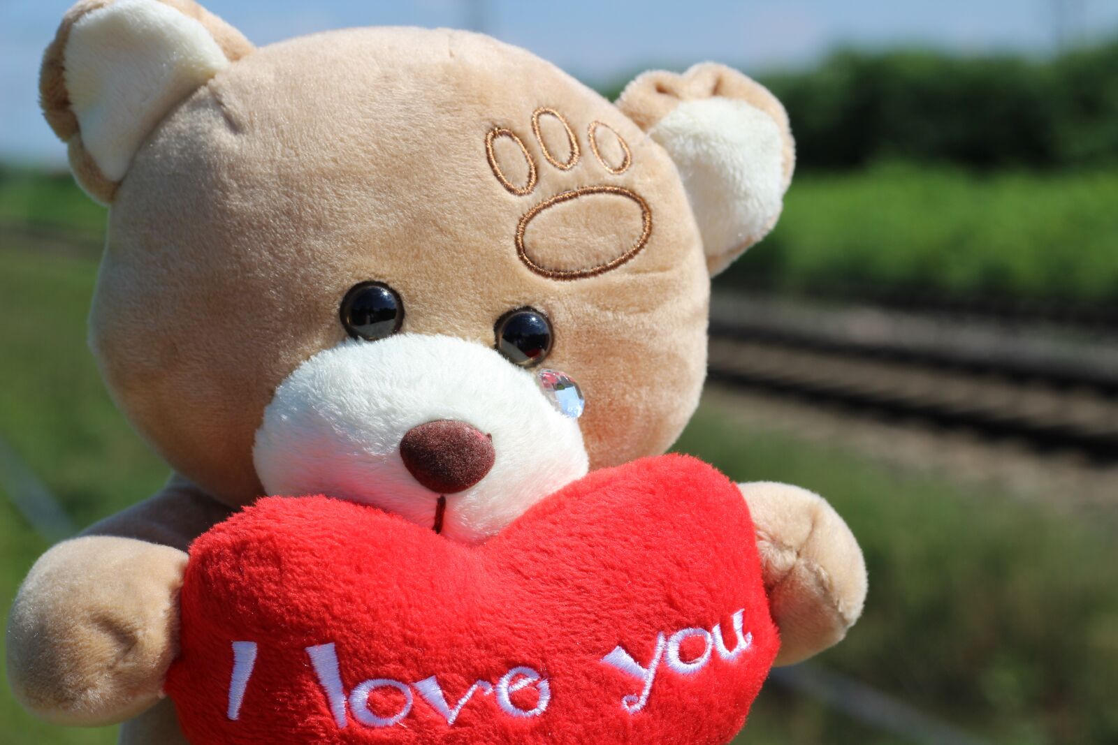 Canon EOS 600D (Rebel EOS T3i / EOS Kiss X5) + Canon EF 50mm F1.8 II sample photo. Stop children suicide, teddy photography