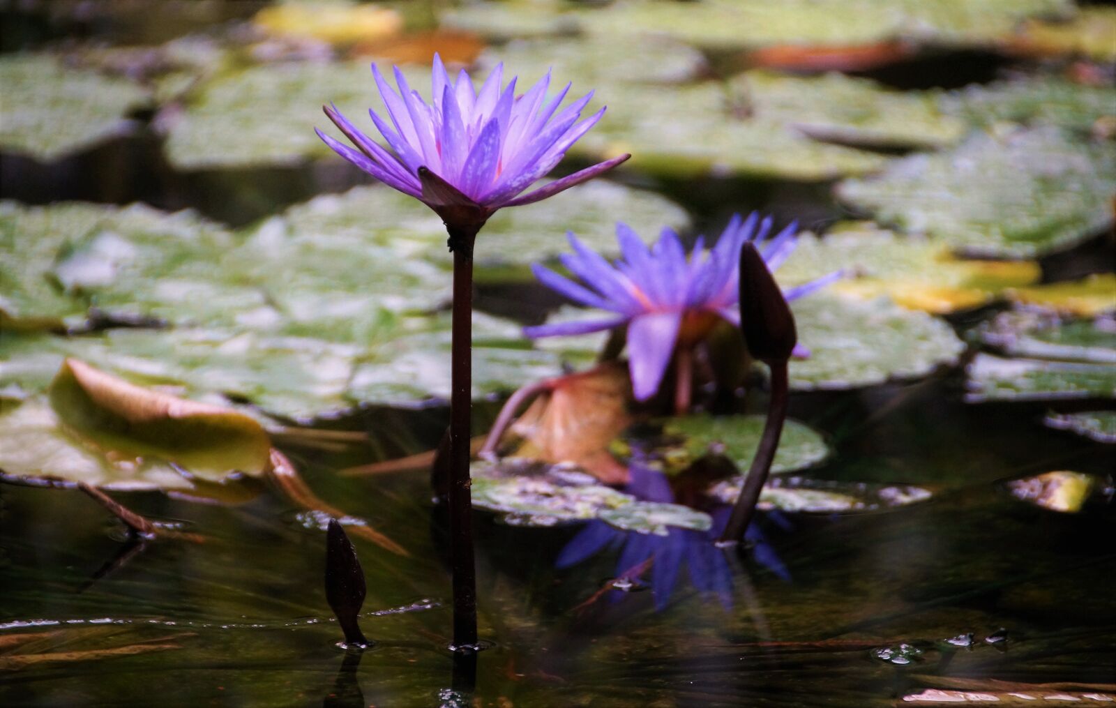 Sony SLT-A58 sample photo. Waterlily, flower, lily pads photography