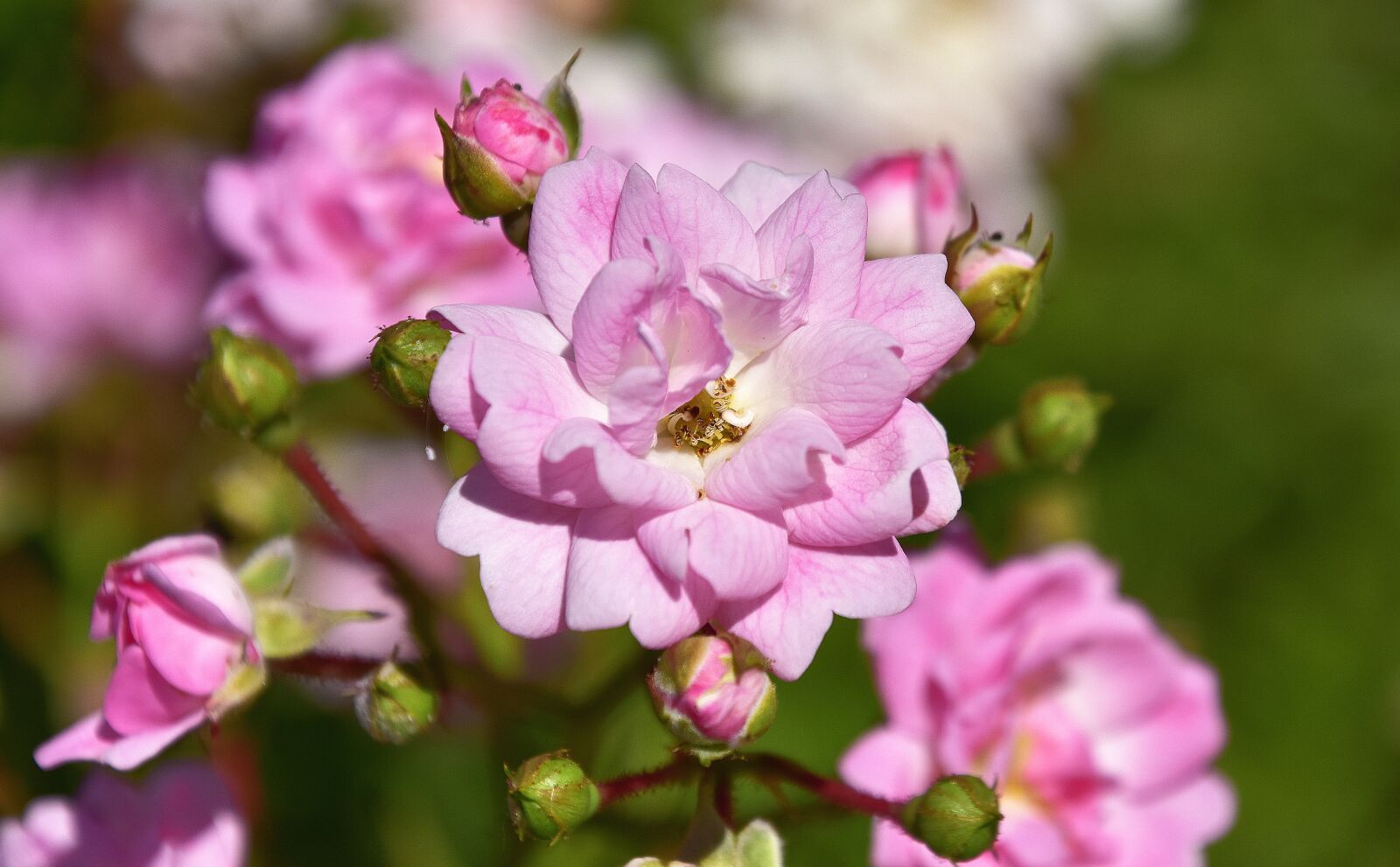 Nikon D7200 sample photo. Plants, garden, flora photography