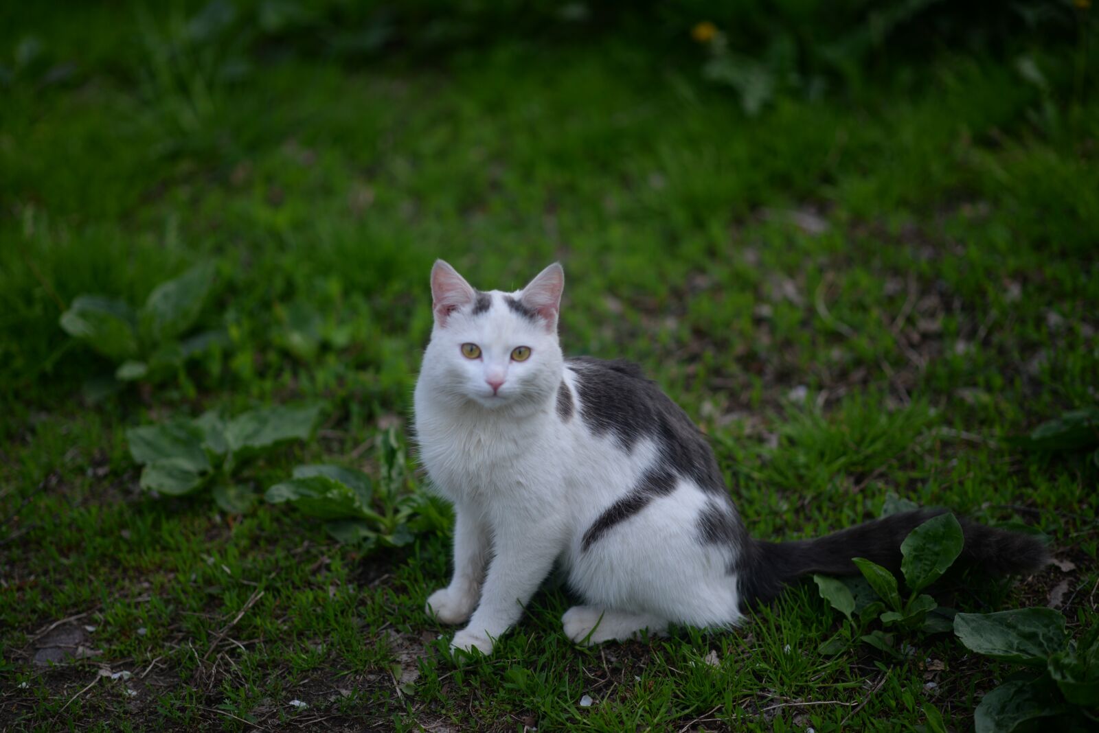 Nikon D610 sample photo. Cat, animals, kitten photography