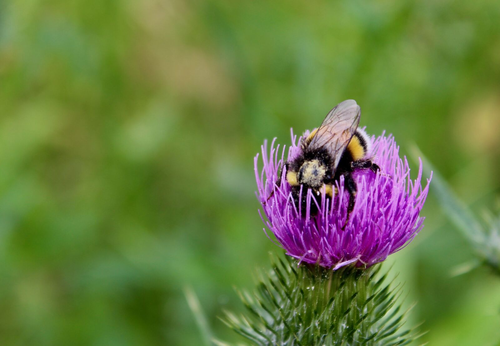 Canon EOS 1200D (EOS Rebel T5 / EOS Kiss X70 / EOS Hi) sample photo. Bumblebee, nature, bug photography
