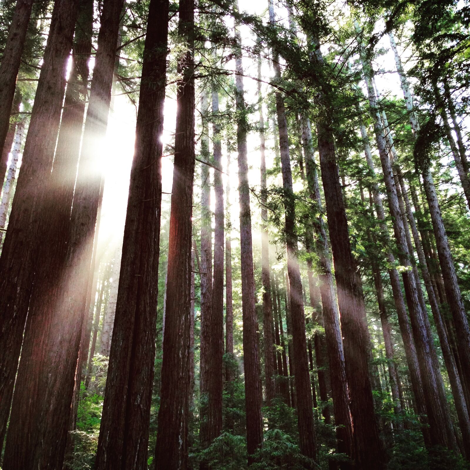 iPhone 5 back camera 4.12mm f/2.4 sample photo. Redwoods, tree, sunlight photography