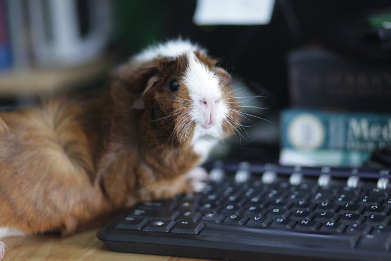 Canon EOS 5D Mark II sample photo. Animal, guinea pig, pet photography
