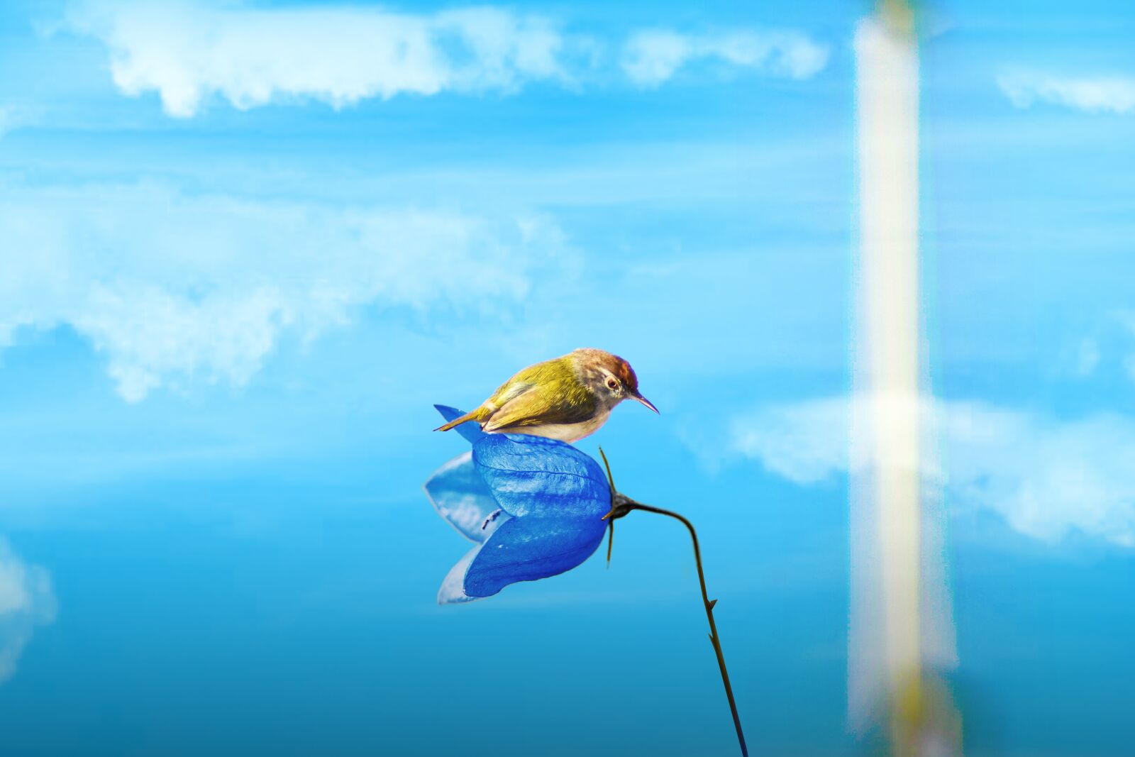 Nikon D7200 sample photo. Bird, nature, hummingbird photography