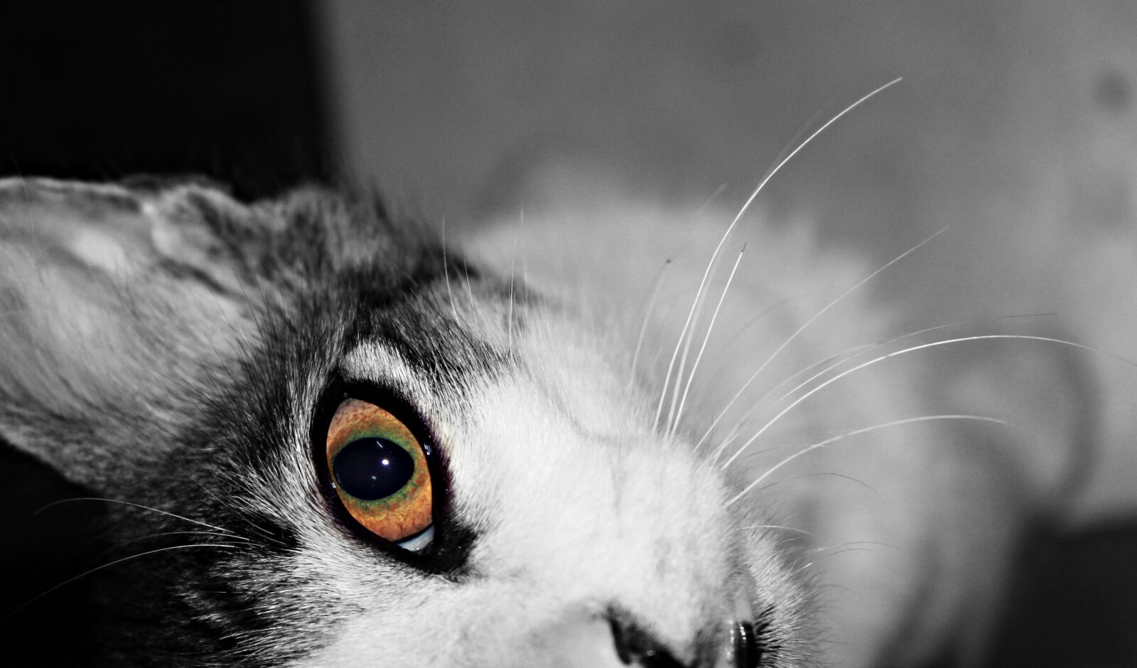 Canon EOS 550D (EOS Rebel T2i / EOS Kiss X4) sample photo. Cat, feline, cat head photography