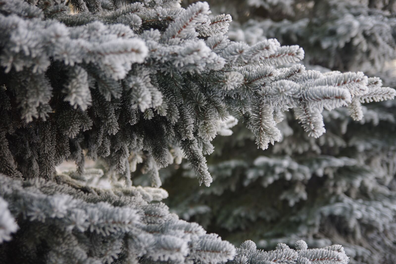 Pentax K-5 sample photo. Winter, frost, spruce photography