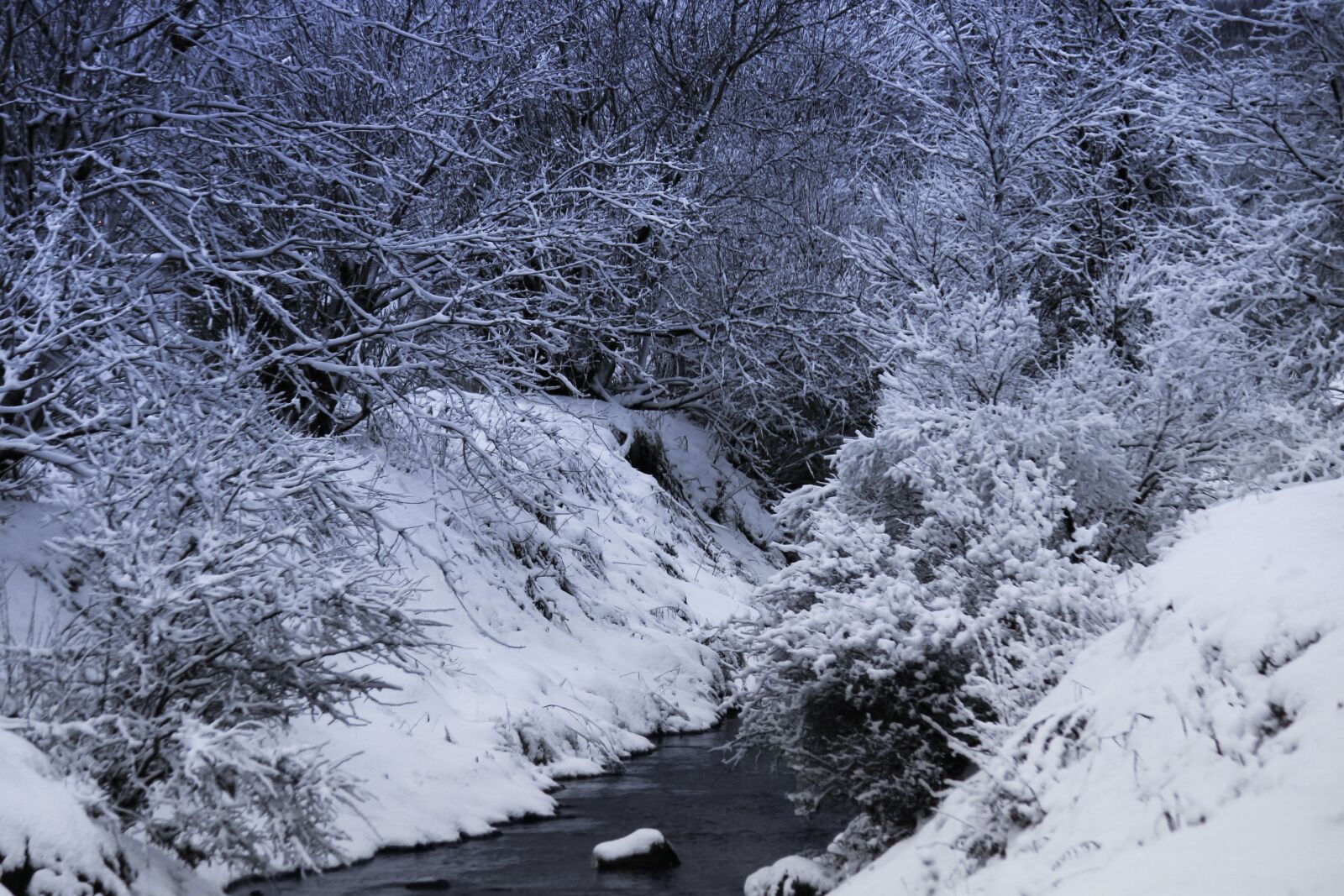 Canon EOS 600D (Rebel EOS T3i / EOS Kiss X5) sample photo. Snow, tree, creek photography