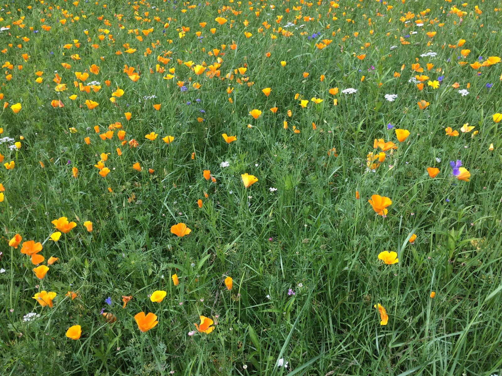 iPhone 5s back camera 4.15mm f/2.2 sample photo. Flowers, meadow, yellow photography