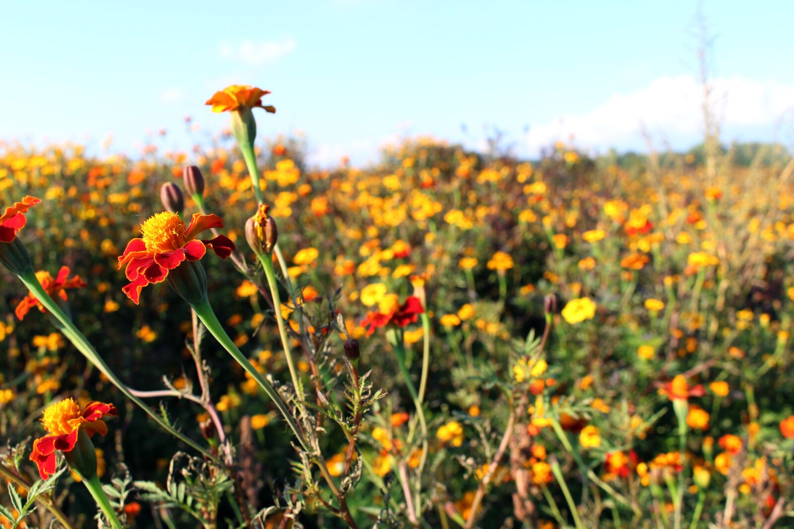 Canon EOS 700D (EOS Rebel T5i / EOS Kiss X7i) sample photo. Meadow, marigold, blossom photography