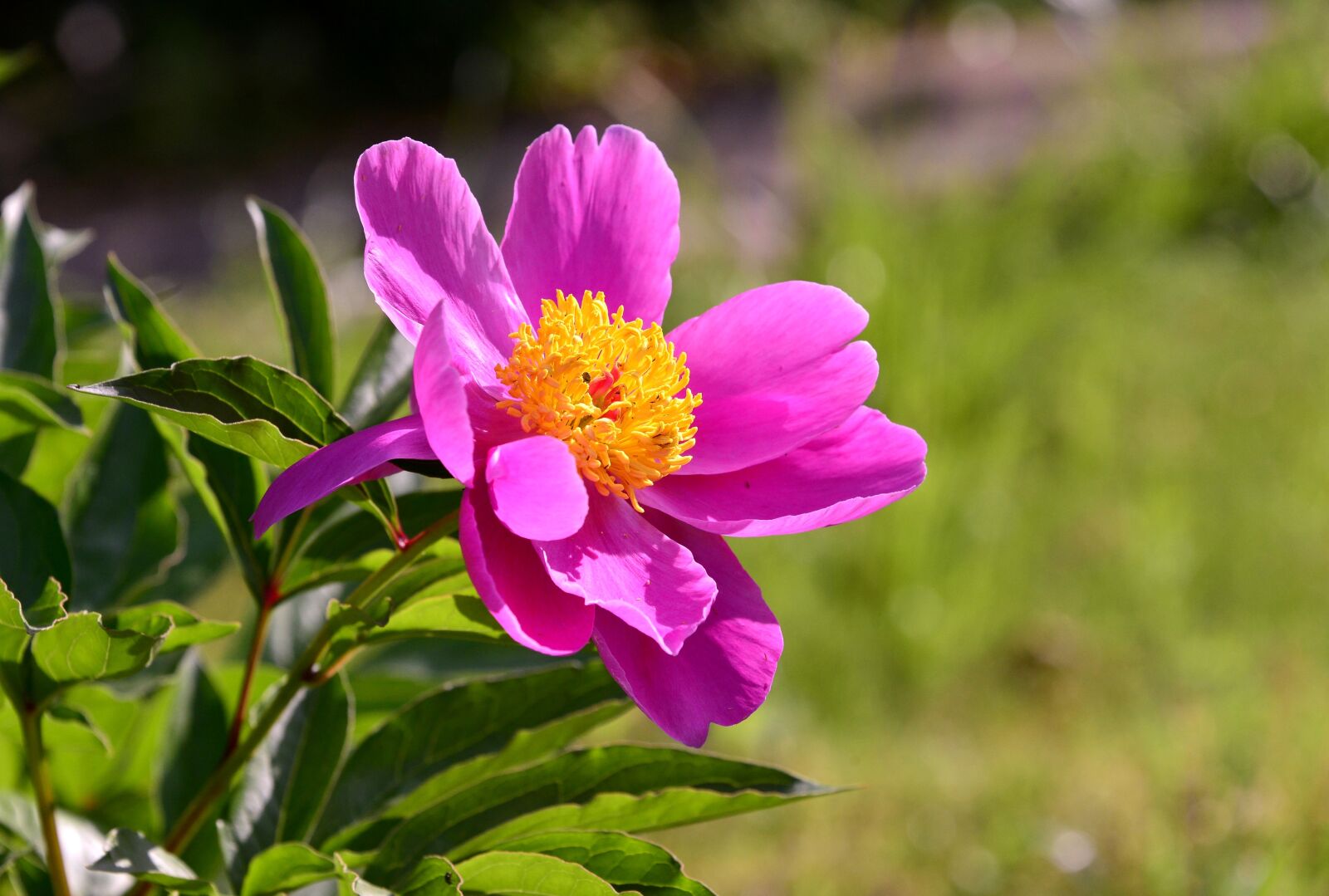 Nikon D800E sample photo. Peony, bright, mein photography