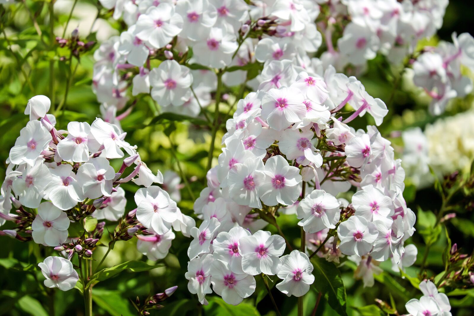 Fujifilm X-T10 + Fujifilm XC 50-230mm F4.5-6.7 OIS sample photo. Phlox, flame flower, flower photography