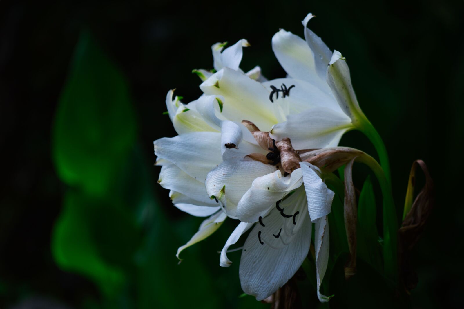 Nikon D3200 sample photo. Costa rica, plant, flower photography