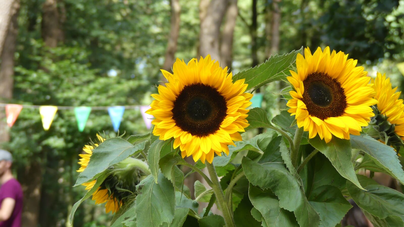 Panasonic Lumix DMC-FZ300 sample photo. Flowers, sunflower, yellow photography