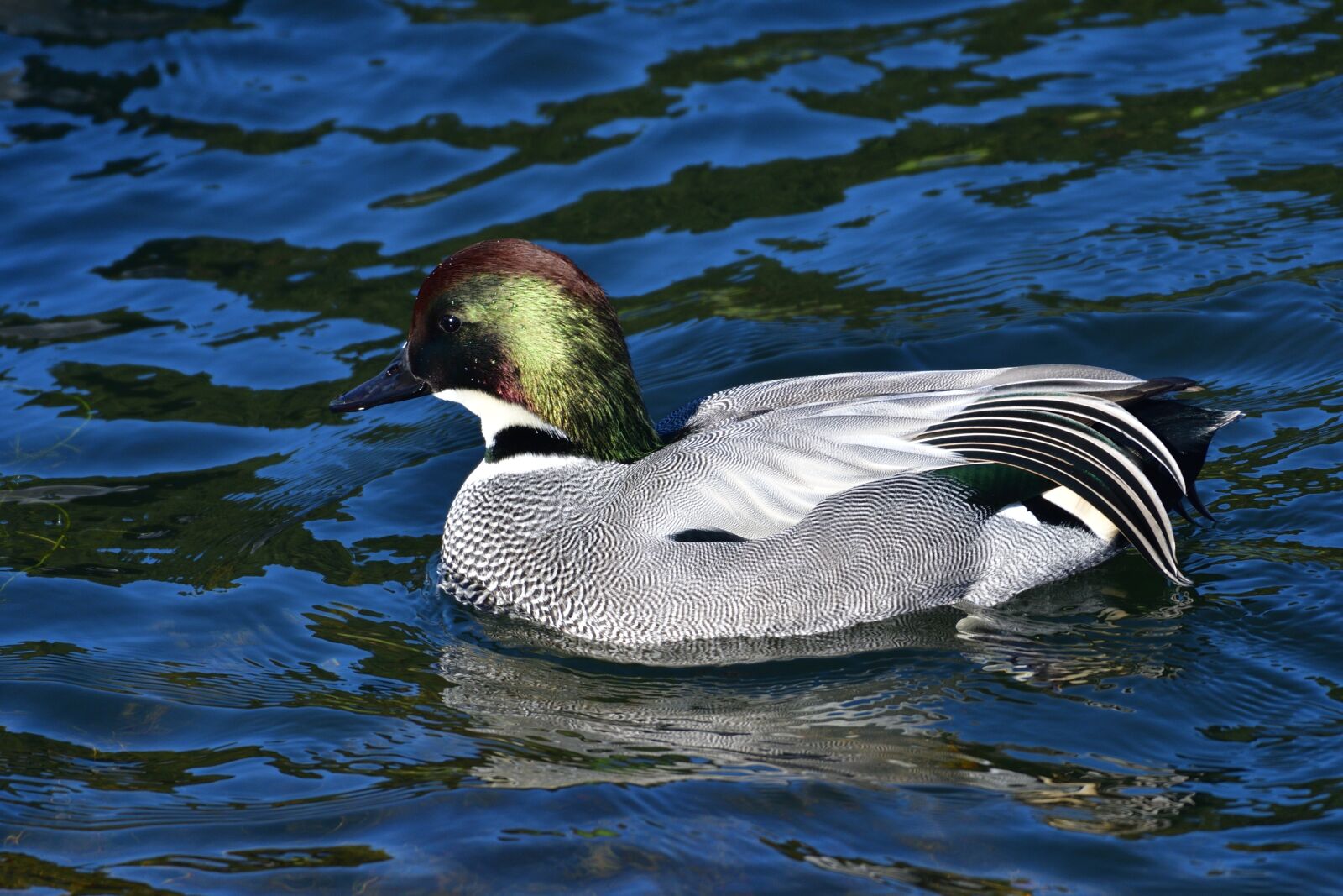 Nikon D500 sample photo. Natural, waters, bird photography