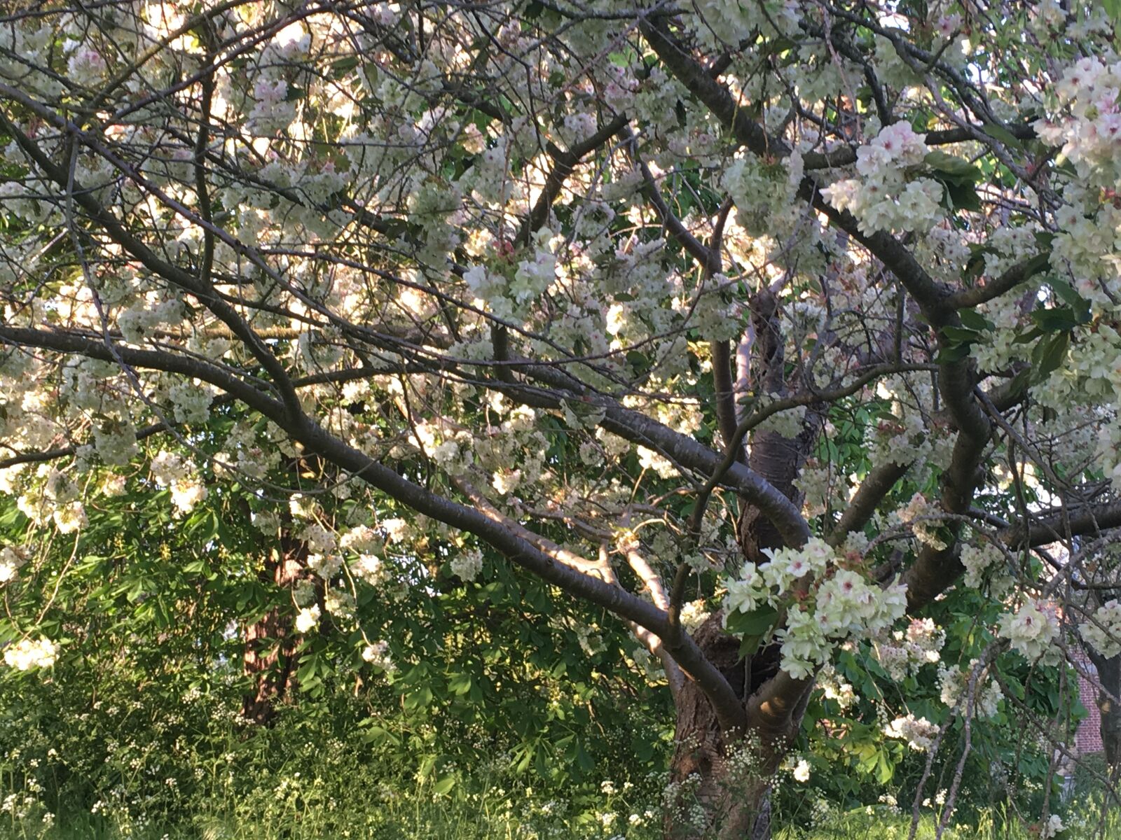 Apple iPhone 6s sample photo. Blossom, springtime, spring photography