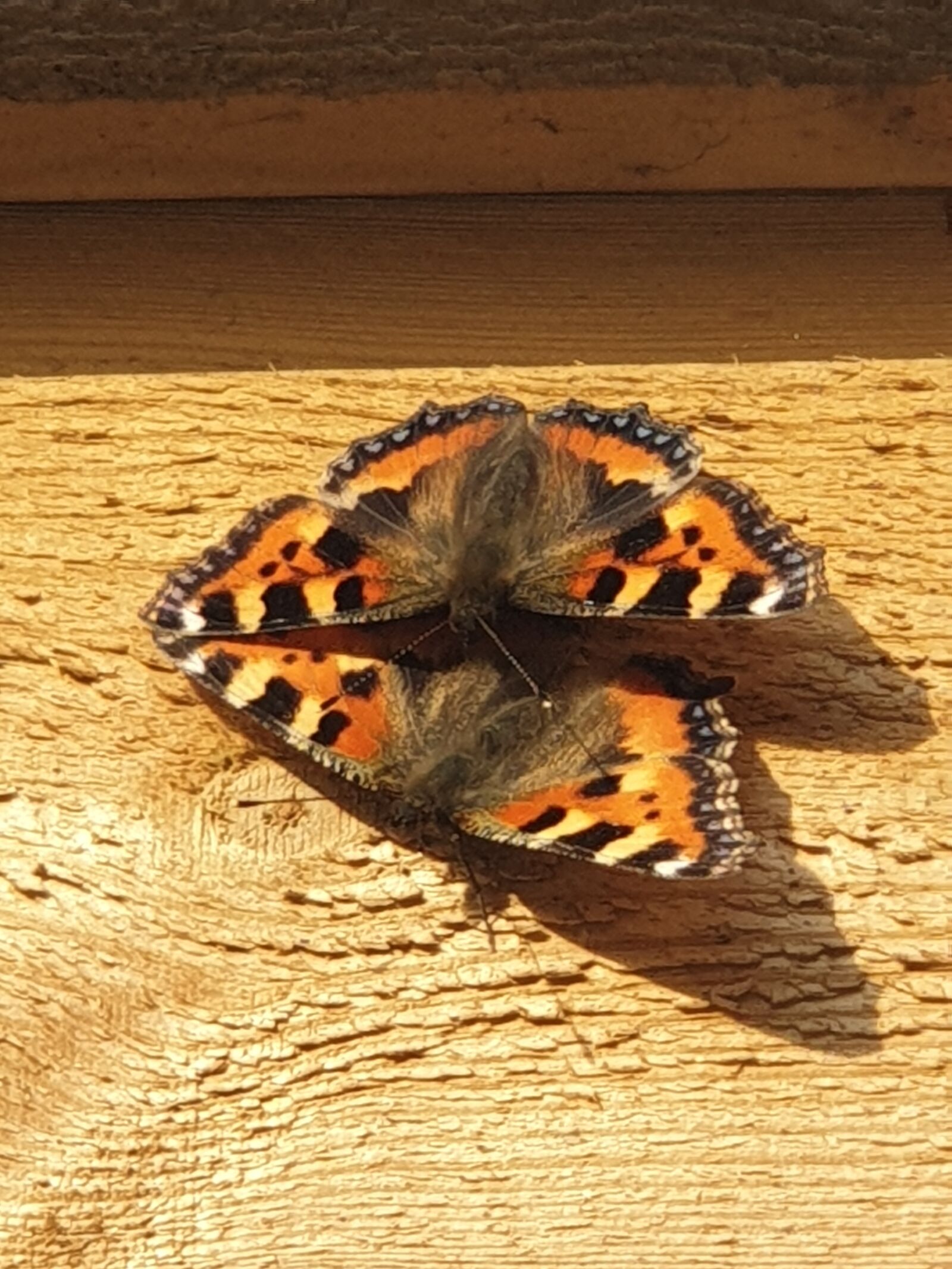Samsung Galaxy Note9 sample photo. Arrest the issue at photography