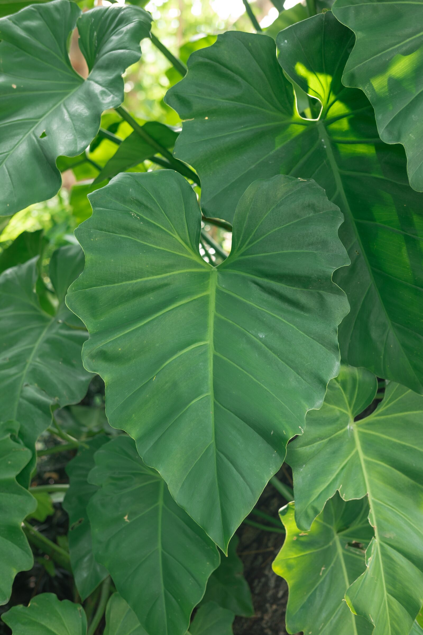 Fujifilm X-A1 sample photo. Nature, leaves, leaf photography