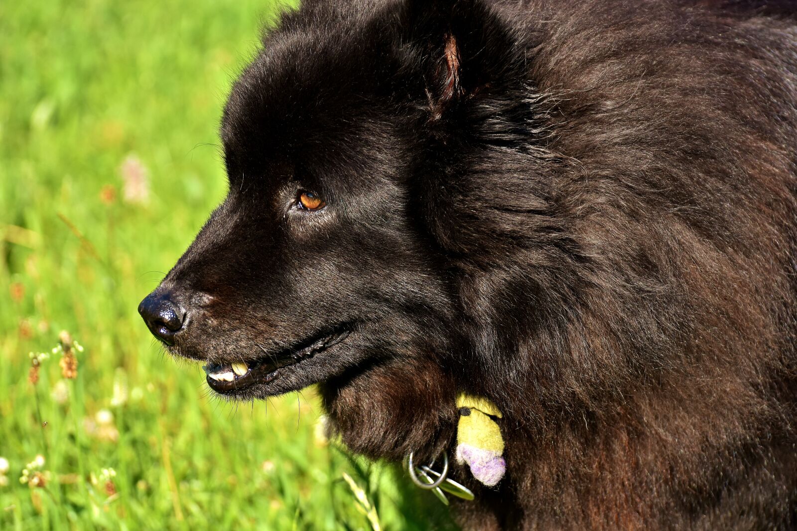 Nikon D7200 sample photo. Dog, black, fur photography