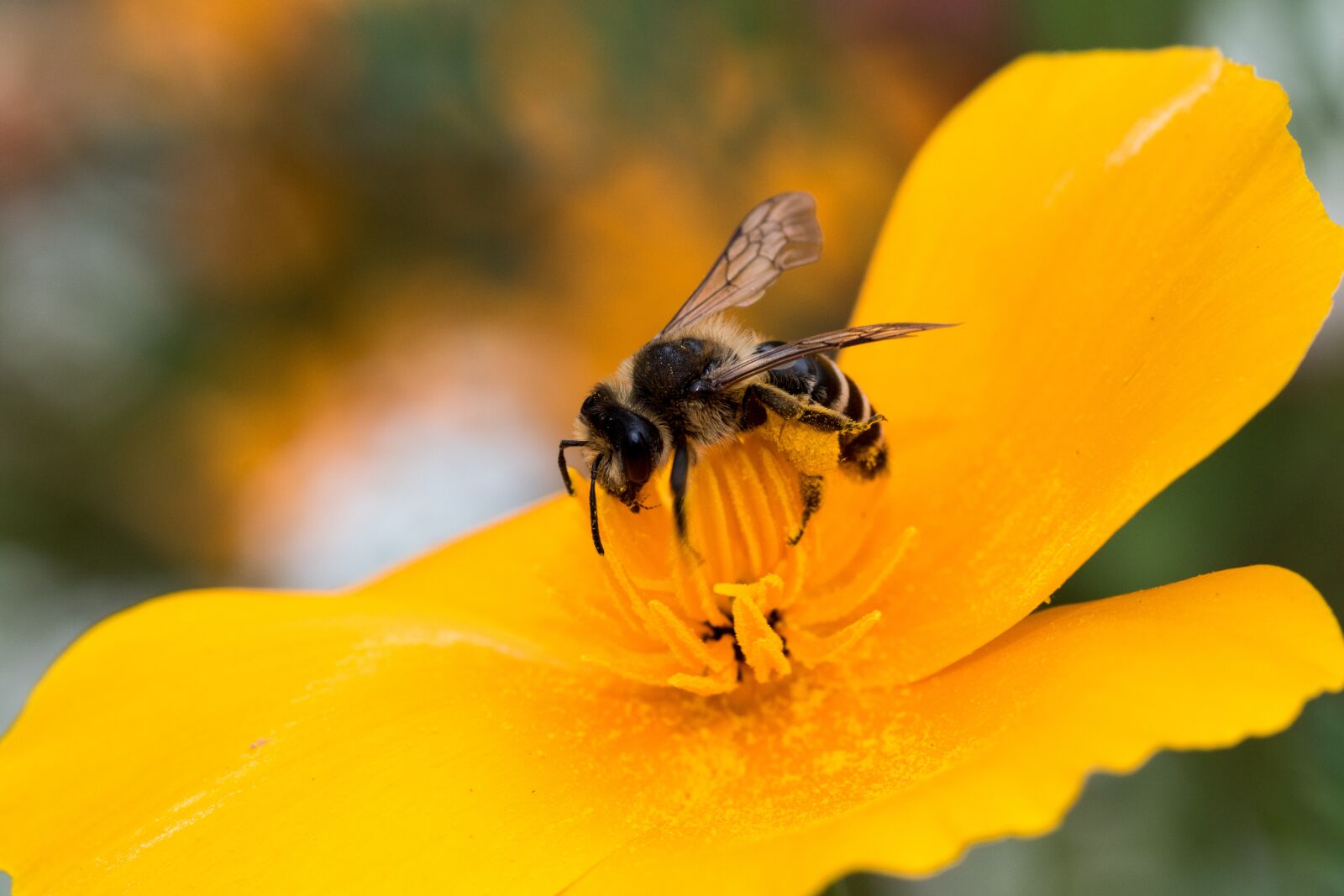 Canon EOS 7D Mark II sample photo. Bee, blossom, bloom photography